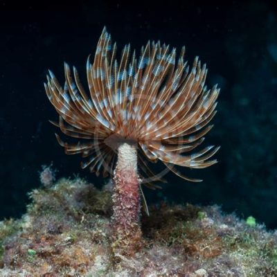  Feather Duster Worm: Can You Imagine an Animal That Lives Its Life Upside Down?