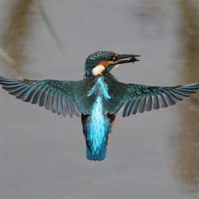  Kingfisher! A Feathered Jewel Combining Astonishing Agility With Brilliant Plumage