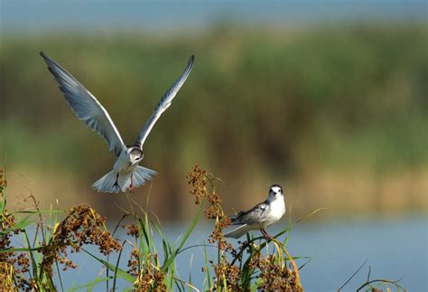  Tern: A Bird that Flies Like a Feather Duster on Jet Fuel!