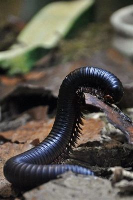  Tussock Millipede: A Curious Creature That Will Make You Reconsider Your Definition of Cute!