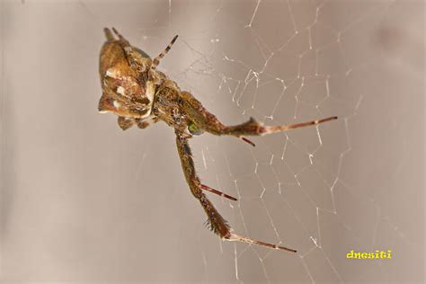 Uloborus: A Tiny Spider That Spins Sticky Traps with a Fascinating Twist!