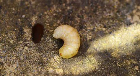  Waxworm: Can This Tiny Caterpillar Conquer the World’s Plastic Pollution Problem?