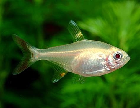  X-ray Tetra: A Tiny Fish That Can See Through Bones?!