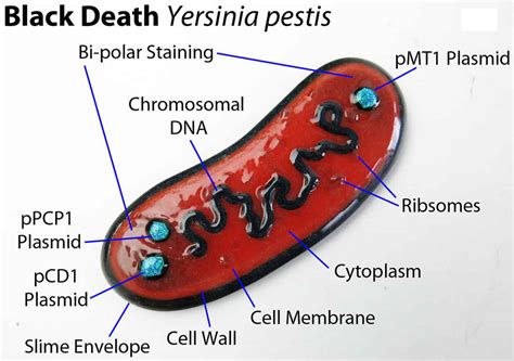  Yersinia Pestis: A Tiny Terror Spreading Silent Destruction Through The Animal Kingdom!