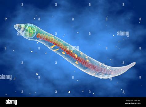 Youngia! An Unusual Flatworm Exhibiting Both Parasitic and Free-Living Stages