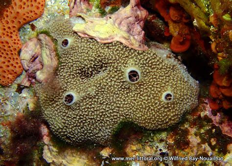  Ircinia Flaxiformis: A Sponge that Stands Out Like a Fuzzy Purple Couch!