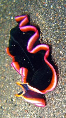  Lineus Longissismus: A Tiny Marine Flatworm With Extraordinary Regenerative Abilities! 