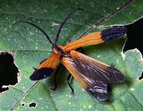 Net-Winged Beetle: Witnessing the Intricate Dance of Camouflage and Defense in Nature!