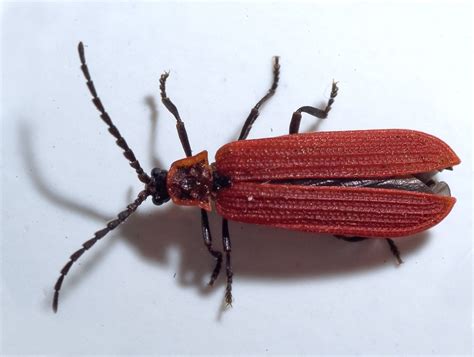  Net-Winged Wonder: Discover the Enigmatic Lifecycle of the Net-Veined Bug From Egg to Adult