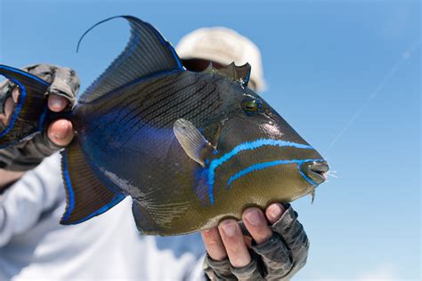  Queen Triggerfish: A Delightful Dilemma Wrapped In Bony Armor!