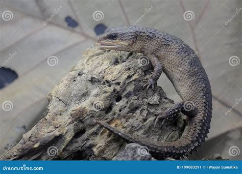  Skink! A Scaly Sunbather With An Unquenchable Thirst For Tiny Treats