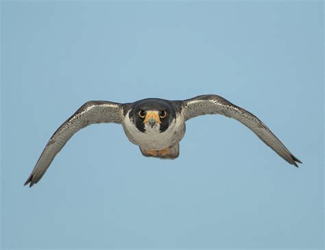 Swift! A Feathered Bullet with Wings That Slice Through the Air at Astonishing Speeds!