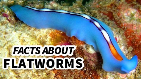  Wormlike Wanderer:  Can This Flatworm Truly Live Inside Another Animal?