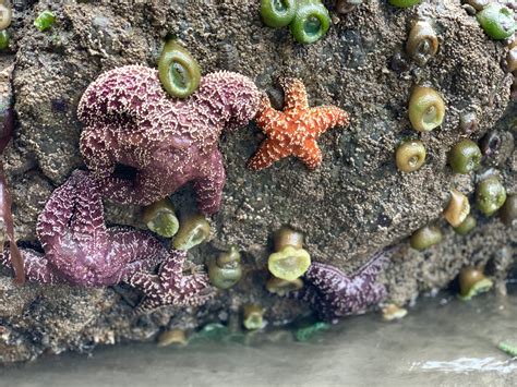  Xanthidae: The Exquisite Armored Architects of Intertidal Ecosystems