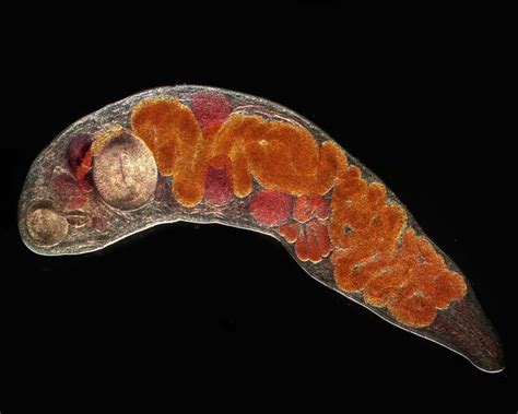  Xenoparasitrema! A Tiny Trematode With An Appetite For Adventure 