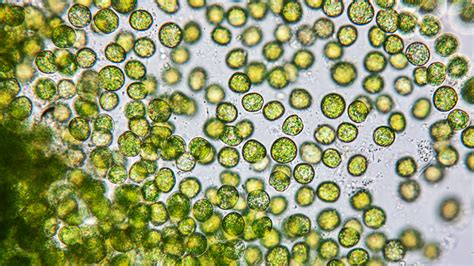 Yellow-Green Algae: This Single-Celled Organism With Photosynthetic Abilities Might Just Surprise You!