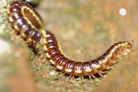 Zigzag Millipede: Can This Adorable Arthropod Truly Conquer the World With its Wavy Body Design and Impressive Segmented Legs?